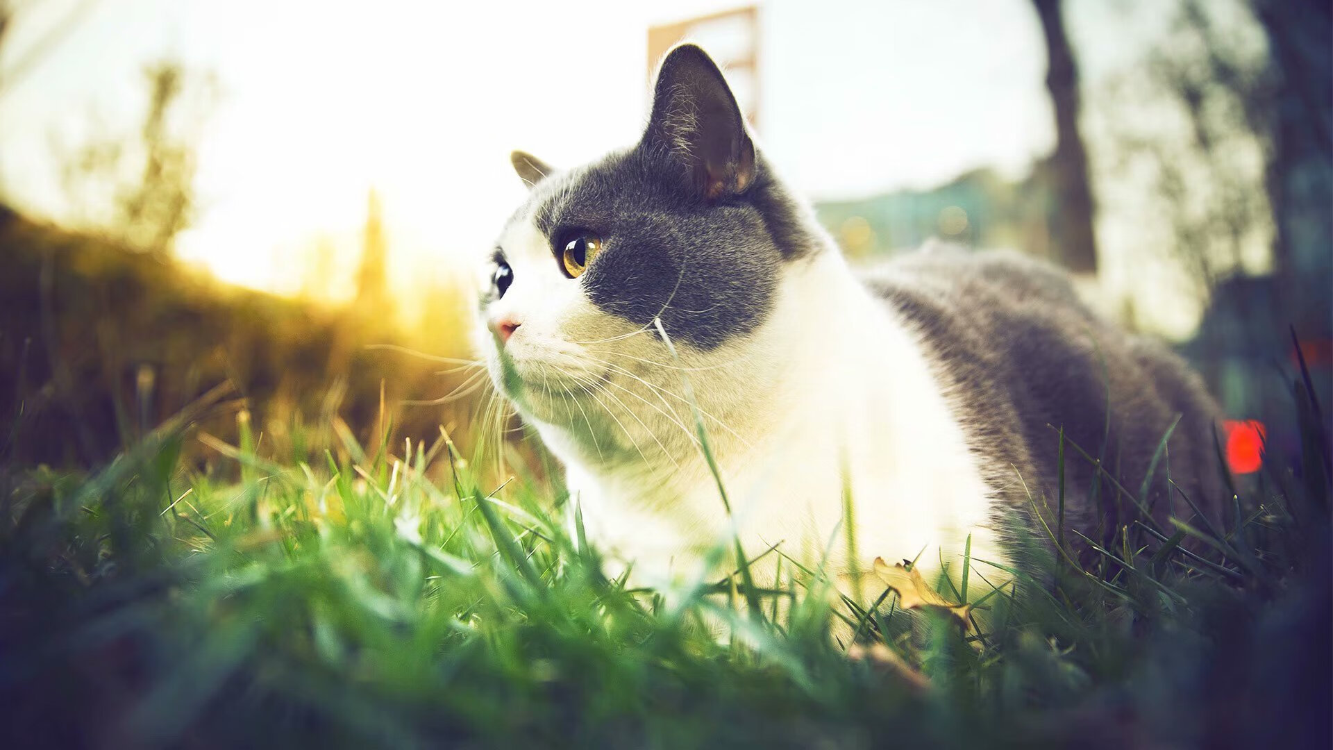 开云体育博彩-_湖人队快速反击，打出精彩表现_，湖人队内单挑