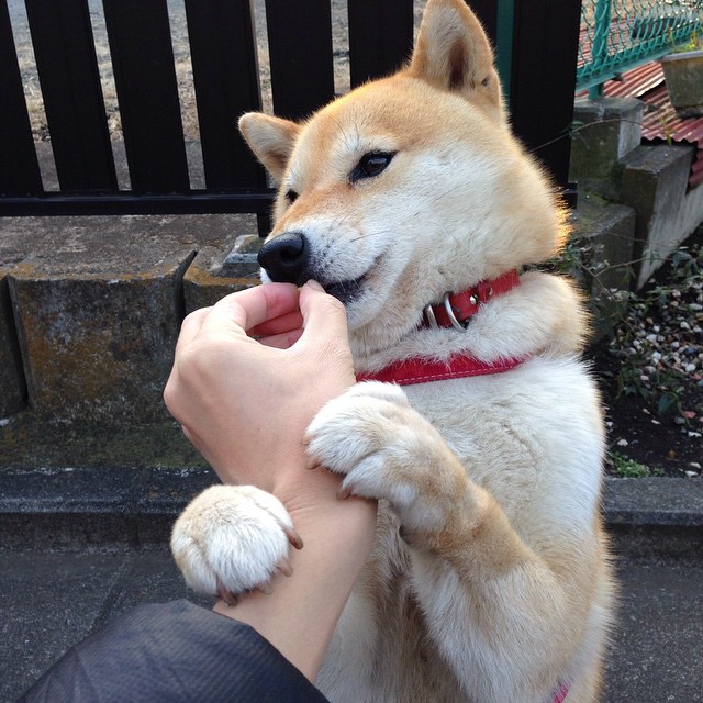 开云投注-_新能源动力飞行器体验：飞跃天际的新尝试_，会飞的新能源汽车