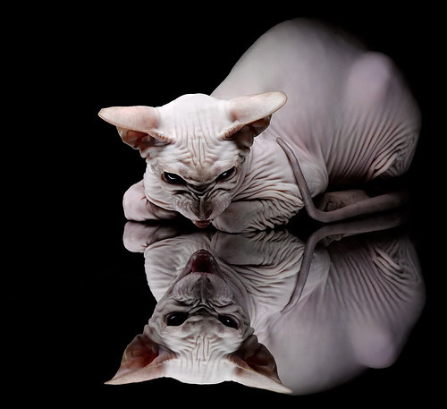 _湖人队领袖詹姆斯再度发威，带队胜出_，湖人官宣詹姆斯