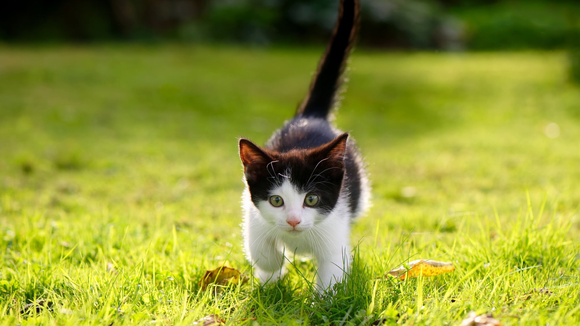 _热火防守如铁，连续赢得胜利_，热火队防守