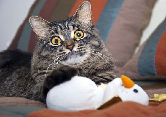 “未来领袖”青少年篮球训练营在上海正式开营，挖掘青训潜力，上海青少年篮球发展联盟价格