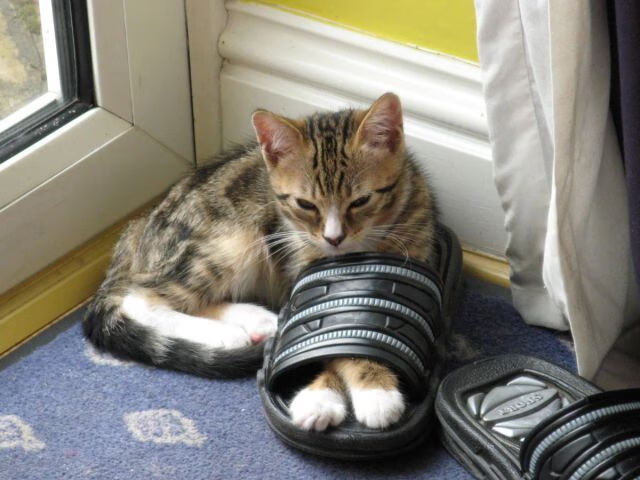 开云体育下载入口-《硬核对抗：FPS类电竞赛事激烈拼杀》，硬核pk