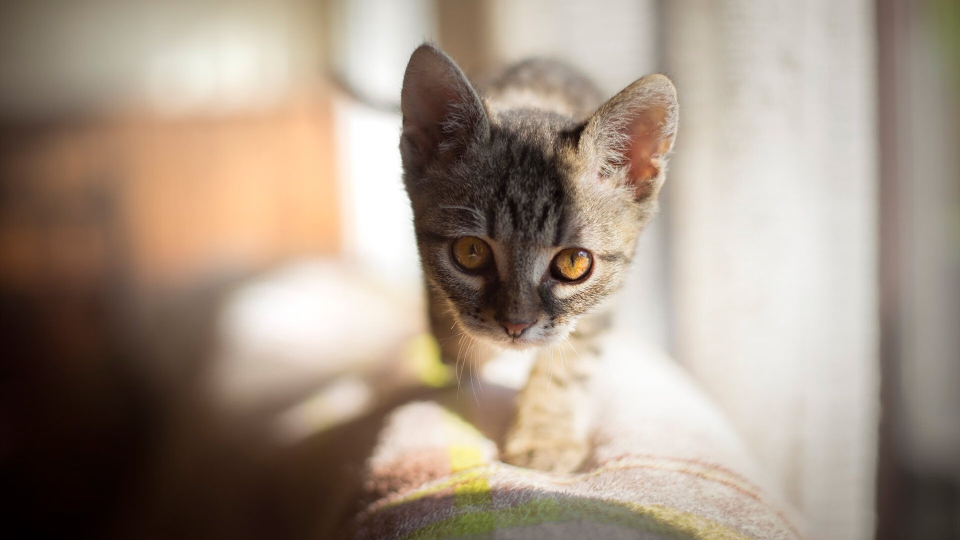 kaiyun app-全国青少年“梦想跑”公益篮球马拉松在广州完美举行，马拉松公益活动