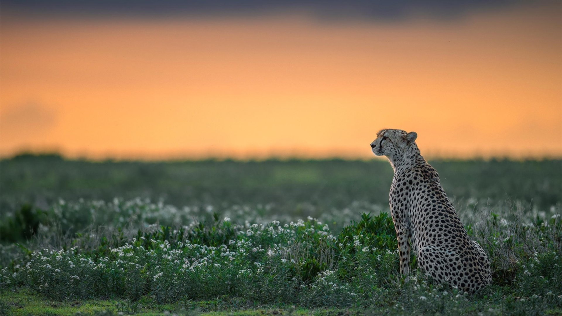 皇马反击快如闪电，战术多样化成为制胜法宝，皇马经典反击视频