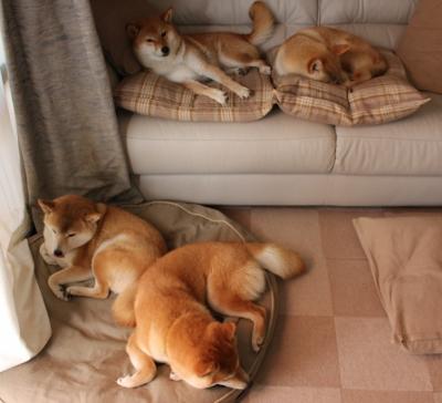 NBA联盟全球粉丝互动平台创新与实践，nba球队粉丝数量排行榜