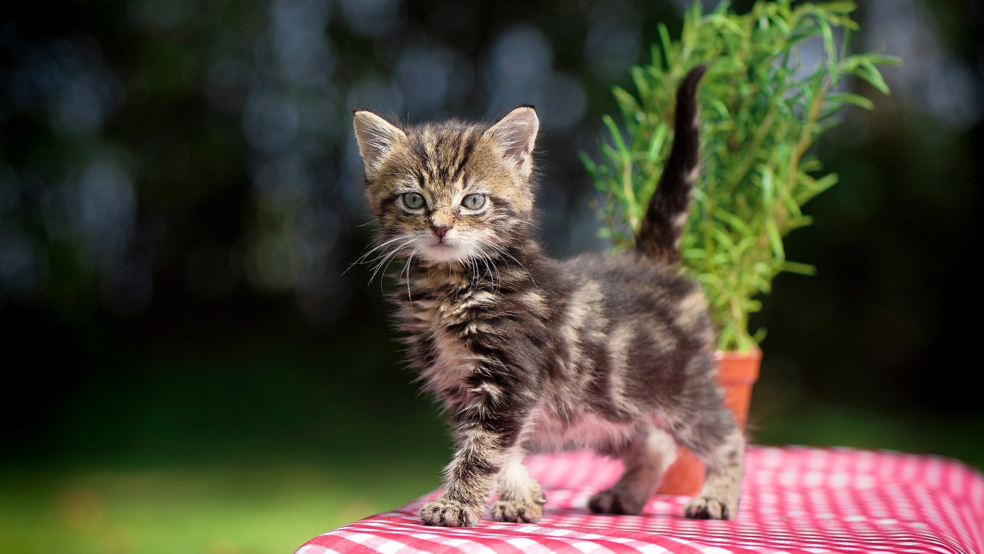 体育产业政策优化建议,优化体育产业结构