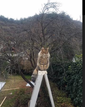 kaiyun app-英超球队主教练更替对球队短期战绩的影响评估，英超联赛教练