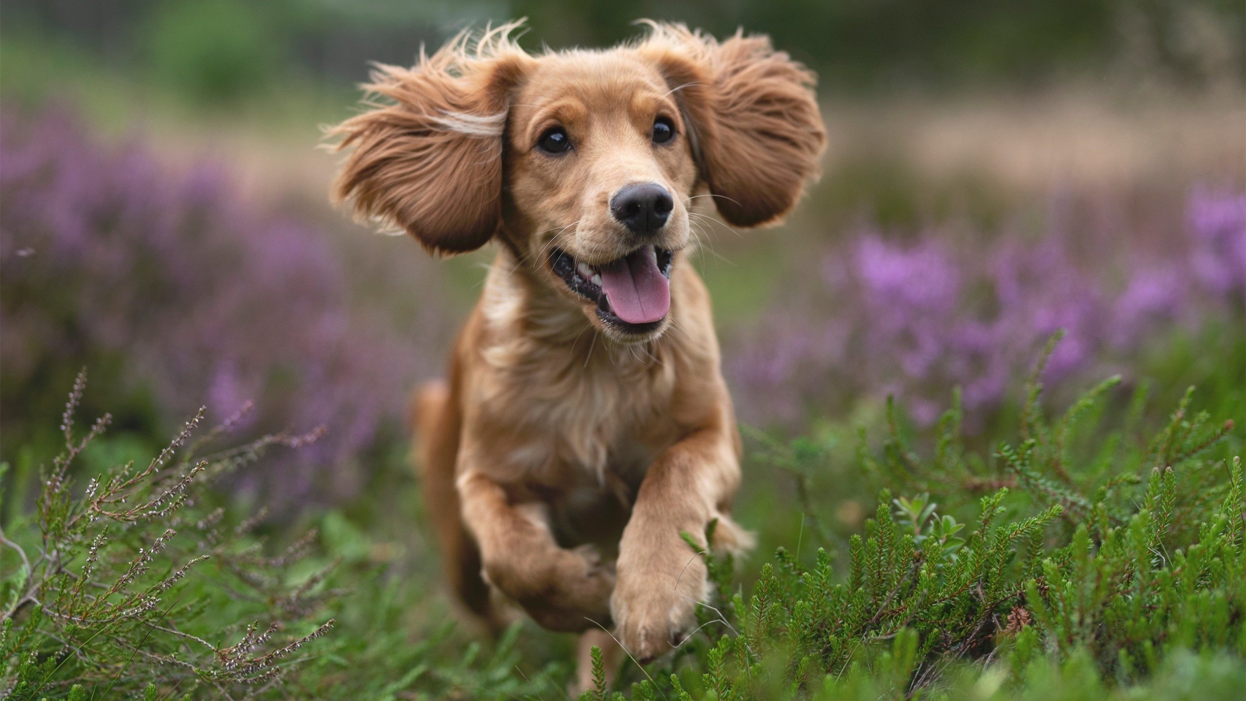 国际热身赛中国女足战平 球迷对新教练寄予厚望,2021女国足